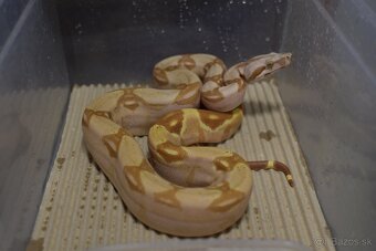 Boa Constrictor- Velhad Královsky - 5