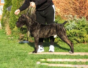 Cane Corso - 5