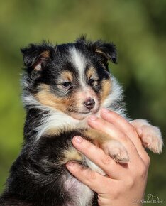 Psík - šeltia, sheltie, šetlandský ovčiak s PP - 5