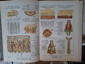 Predám 1895 - 5