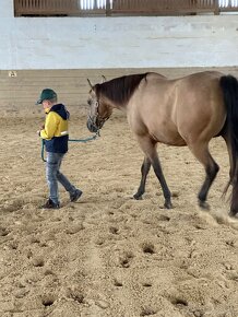 Qh Buckskin kobyla - 5