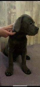 Cane corso - 5