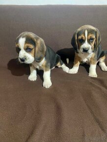 BEAGLE, BIGL, BIGEL - 5