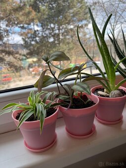 Aloe Vera, zelenec, tradescantia - 5