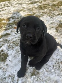 Labradorský retríver - šteniatka, Labrador šteniatka - 5