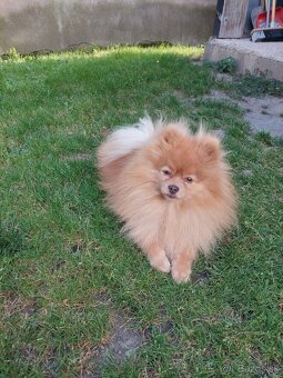 Pomeranian psik - 5