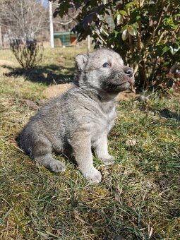 Šteniatka československého vlčiaka na predaj - 5