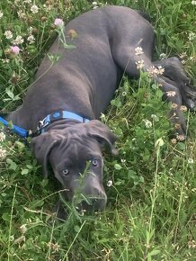 Predám Cane Corso - 5