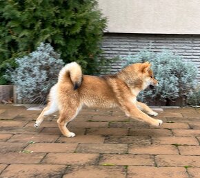 Shiba Inu s PP. - 5