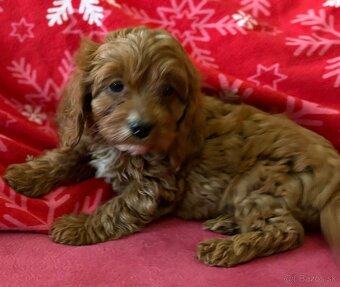 Cavapoo - 5