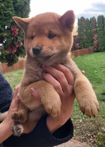 Shiba Inu - 5