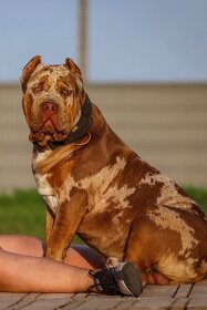 American bully xl xxl - 5