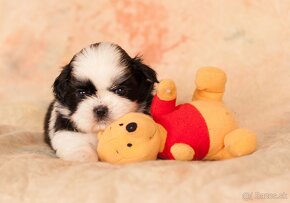 Rozkošné šteniatko Shih Tzu hľadá milujúci domov - 5