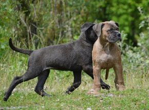 Cane Corso s PP (FCI) - 5