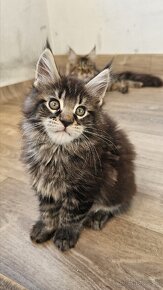 Mainská mývalia mačka / maine coon s rodokmeňom - 5