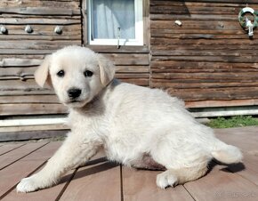 Darujem rozkošné šteniatka - mix špic / labrador - 5