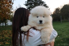 Samojed s PP - 5