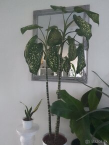 Dracena yuka 100cm vysoká - 5