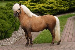 Plemenný shetland pony s pp - 5