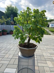 Bonsai Tilia Cordata - 5