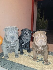 Sharpei štenniatka - 5