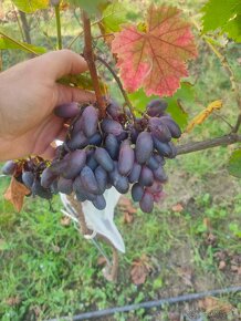 Vinič a hrozno - 5
