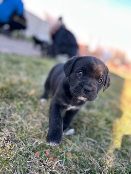 Cane Corso - 5