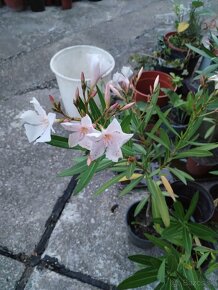 Oleander bieloružovy - 5