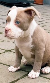 American Bully pocket - 5