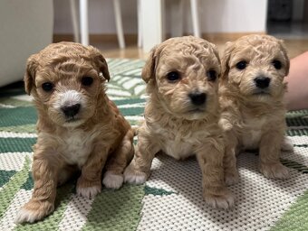 bichpoo/maltipoo - 5