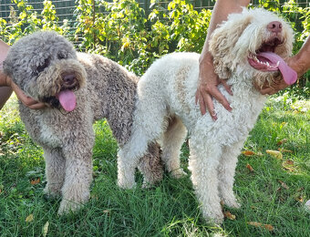 LAGOTTO ROMAGNOLO STENIATKO s PP - 5