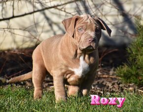 American Bully Xl - 5