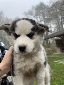 Šteniatka Husky - 5