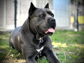 Cane Corso s PP FCI - 5