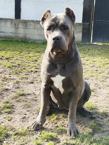 Cane Corso - 5