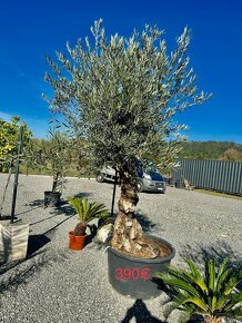 Olivovník  (Olea europaea) - 5