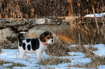 Beagle - 5