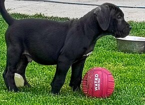 Cane Corso s PP - 5