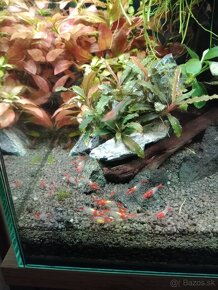 Krevetky neocaridina Red rilli - 5