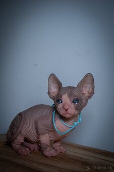 Kanadský Sphynx - 5