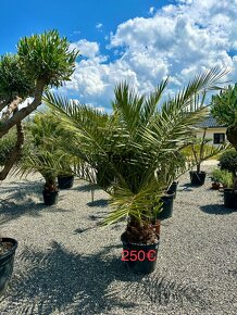 Palma PHOENIX CANARIENSIS (ĎATLOVNÍK KANÁRSKY - 5