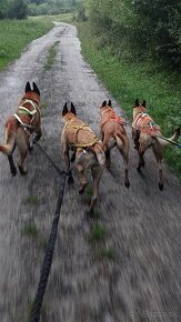 Belgický ovčiak malinois - 5