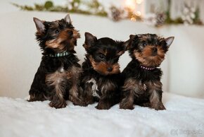 Šteniatka YORKSHIRE TERRIER s PP (FCI) rodokmeňom - 5