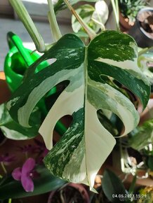 Monstera albo Variegata - odrezky aj ako darček - 5