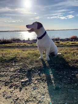 Jack Russell teriér na párenie - 5