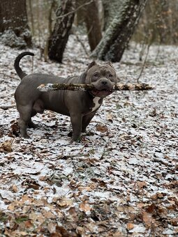 American Bully pocket s pp - 5