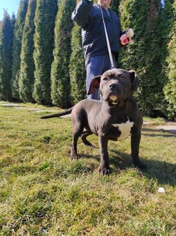 J&K bullys "ponúkame na predaj American bully Xl - 5