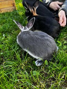 Zajac králik - 5