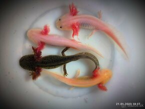 Axolotl mexicky - axelot, axik, mlok, vodny dračik predaj - 5