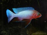 SCIAENOCHROMIS FRYERI REDSNOW - 5